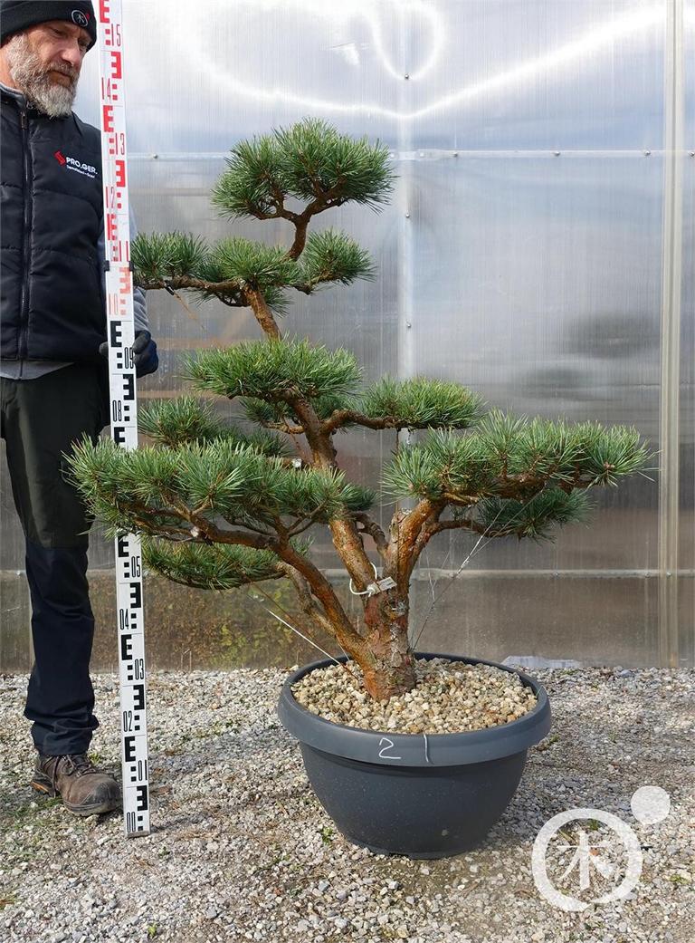 Pinus sylvestris Bonsaiform