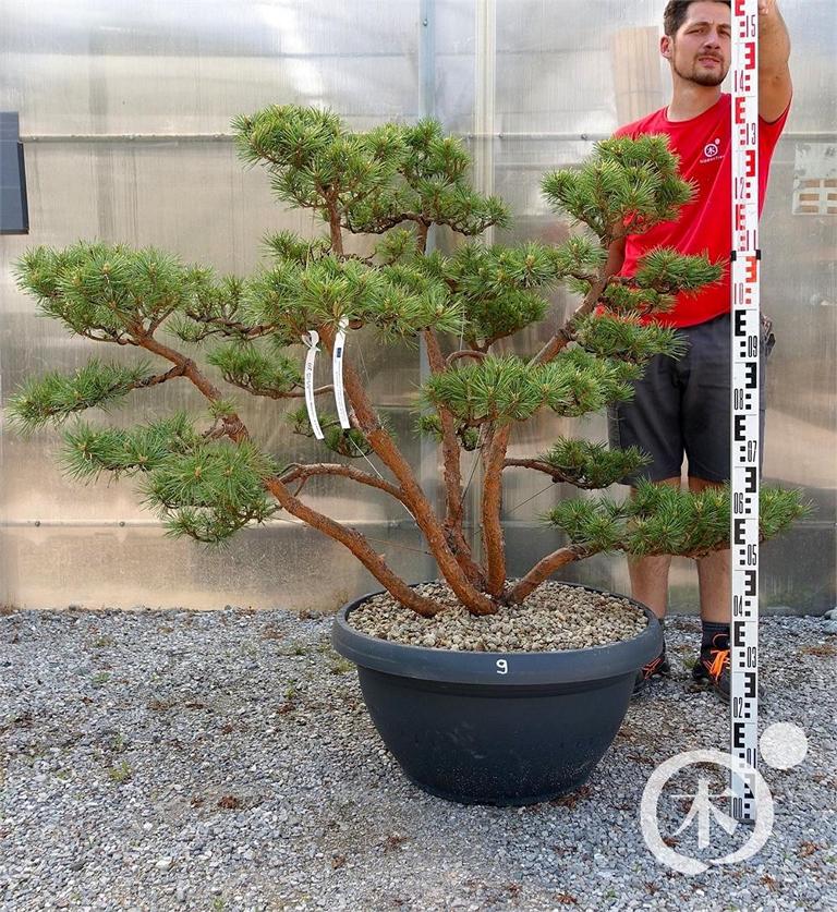 Pinus sylvestris Bonsaiform
