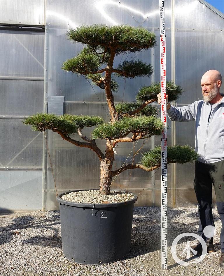 Pinus sylvestris Bonsaiform