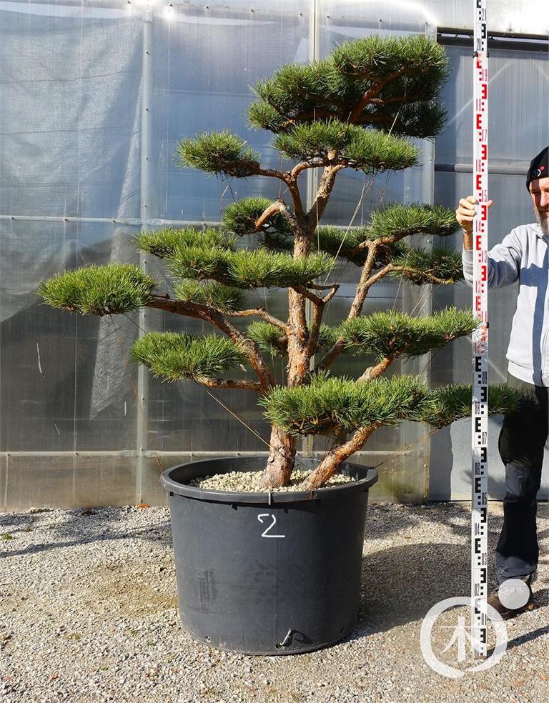 Pinus sylvestris Bonsaiform