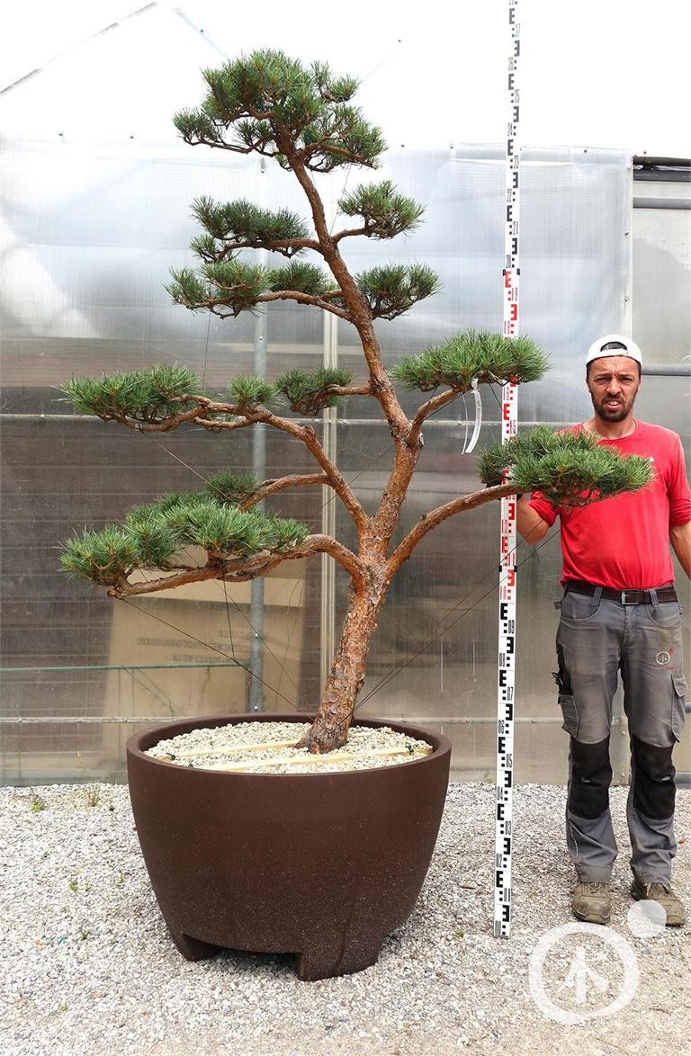 Pinus sylvestris Bonsaiform