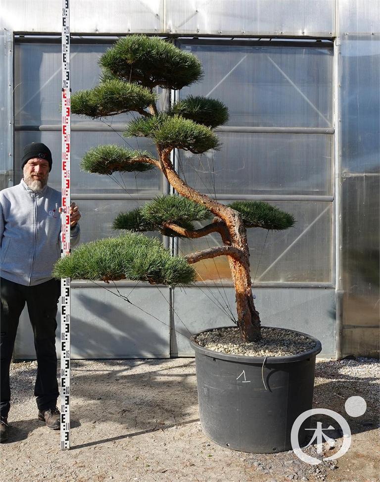 Pinus sylvestris Bonsaiform