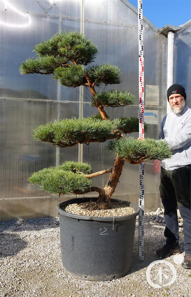 Pinus sylvestris Bonsaiform