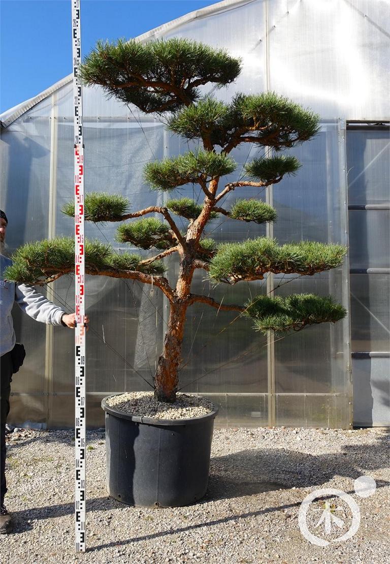 Pinus sylvestris Bonsaiform