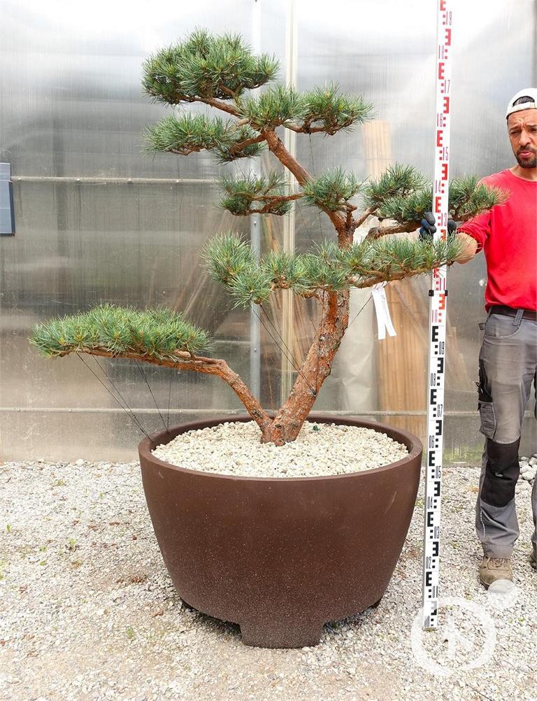 Pinus sylvestris Bonsaiform