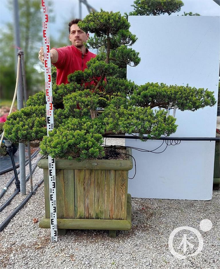 Taxus cuspidata Bonsai