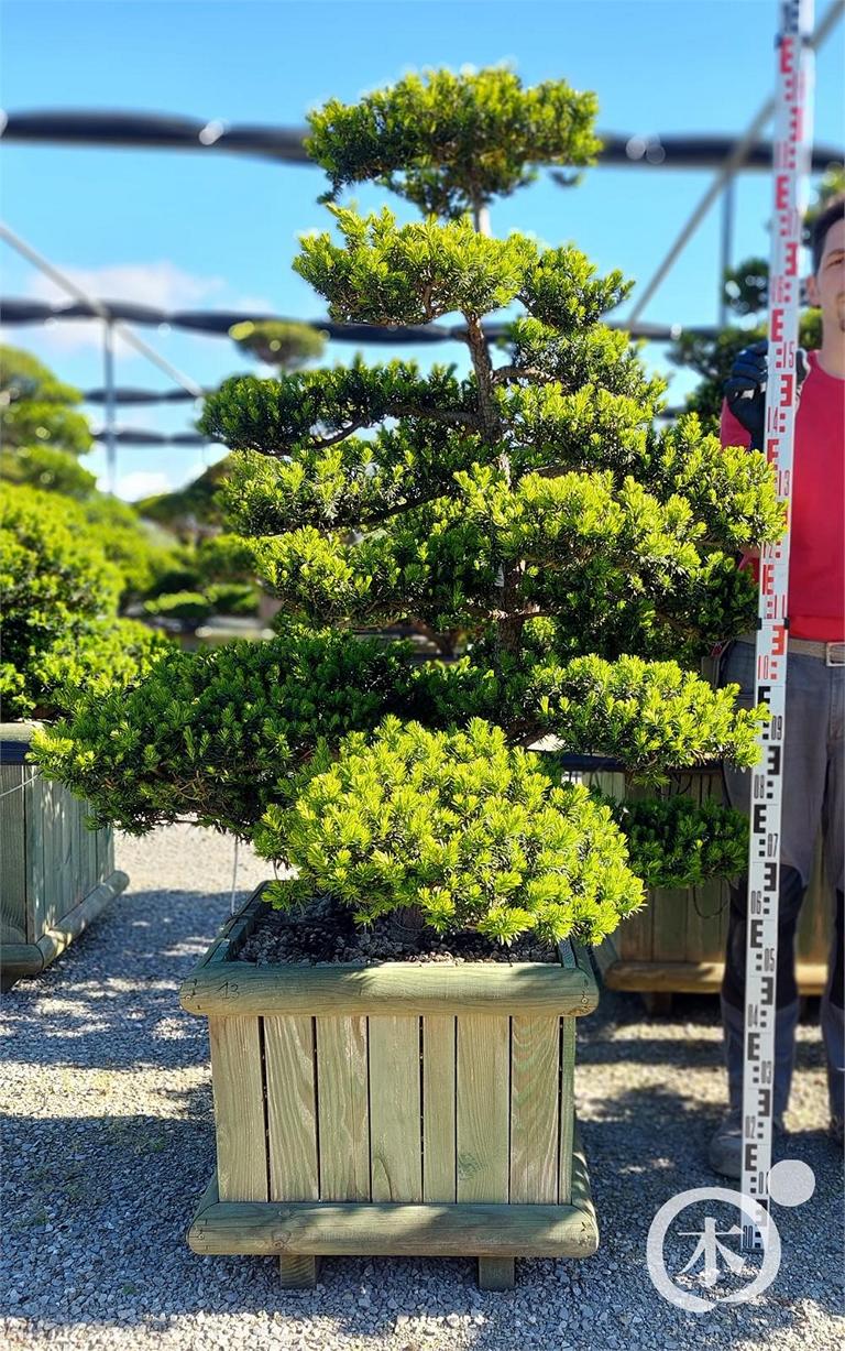 Taxus cuspidata Bonsai