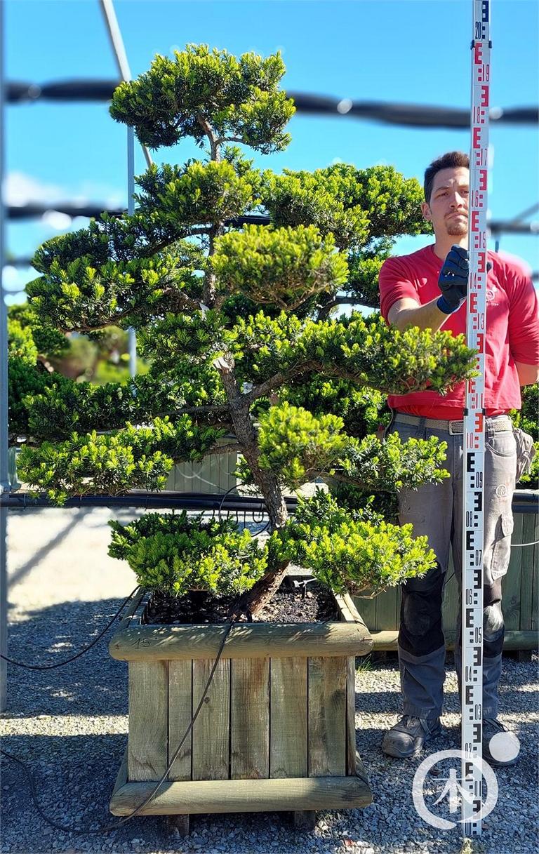 Taxus cuspidata Bonsai