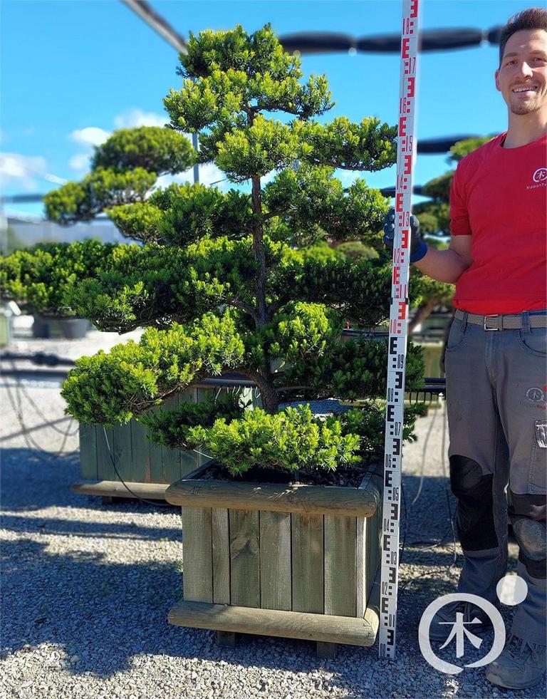 Taxus cuspidata Bonsai