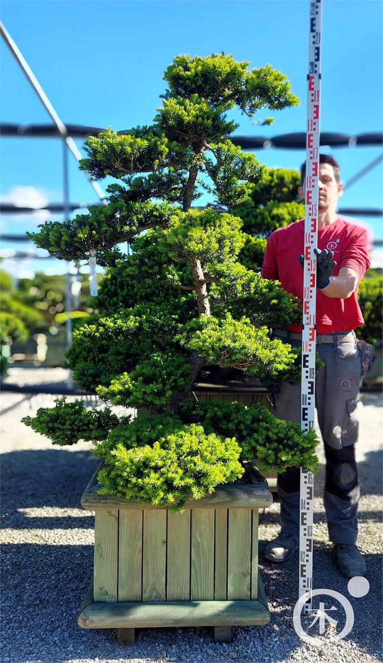 Taxus cuspidata Bonsai