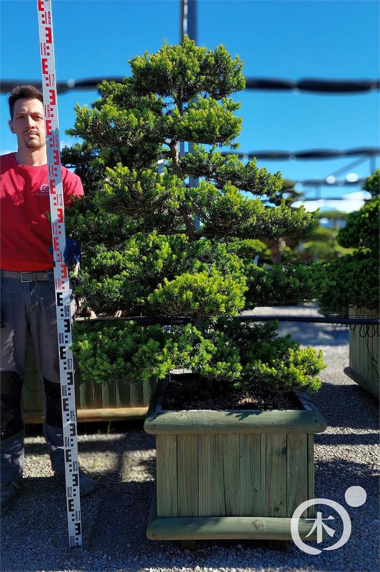 Taxus cuspidata Bonsai