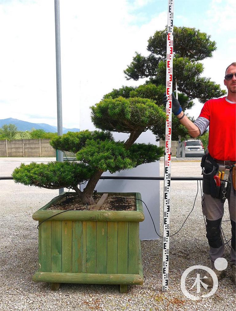 Taxus cuspidata Bonsai