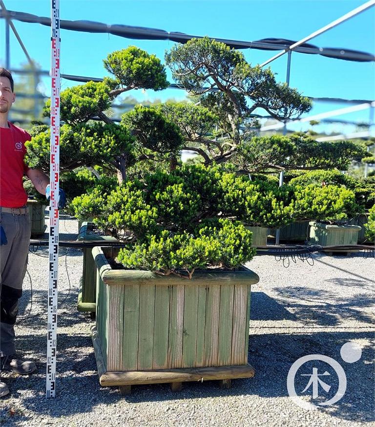 Taxus cuspidata Bonsai