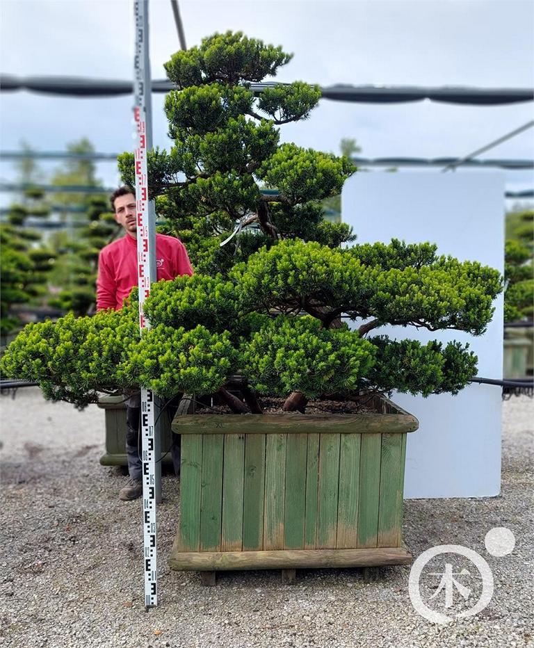 Taxus cuspidata Bonsai