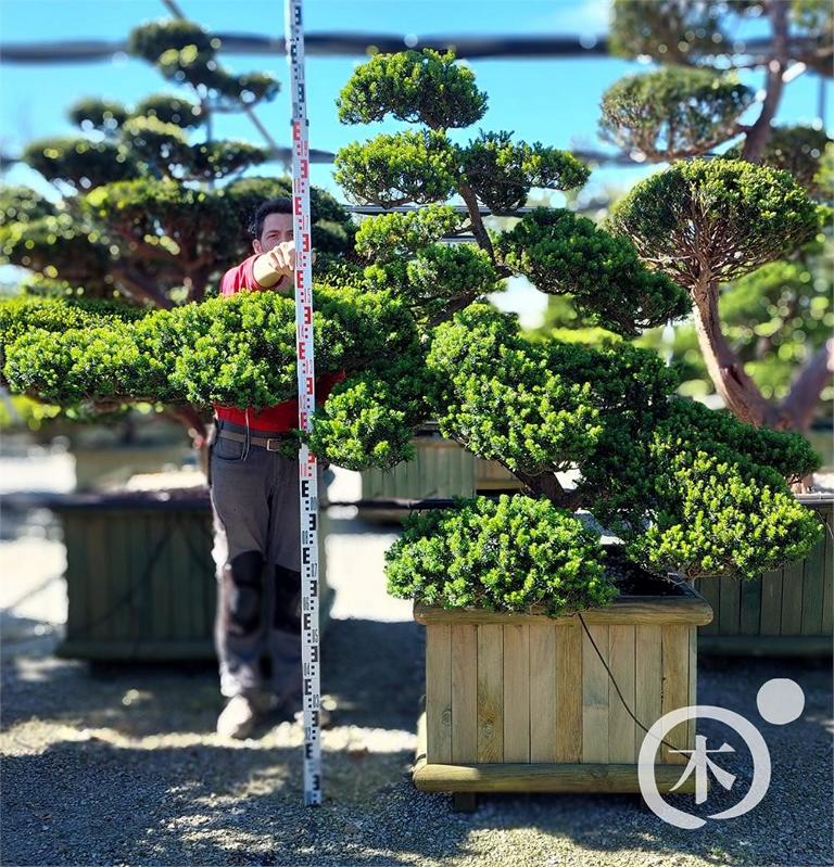 Taxus cuspidata Bonsai