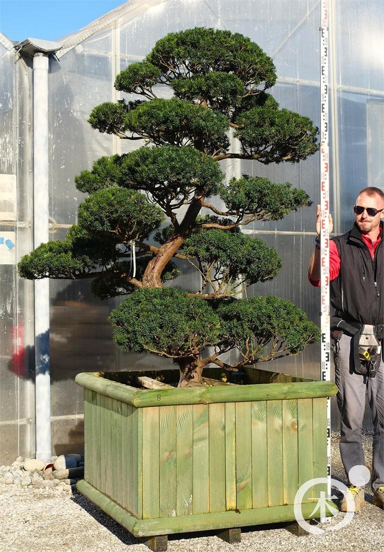 Taxus cuspidata Bonsai