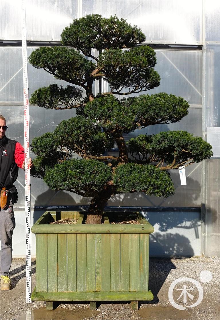 Taxus cuspidata Bonsai
