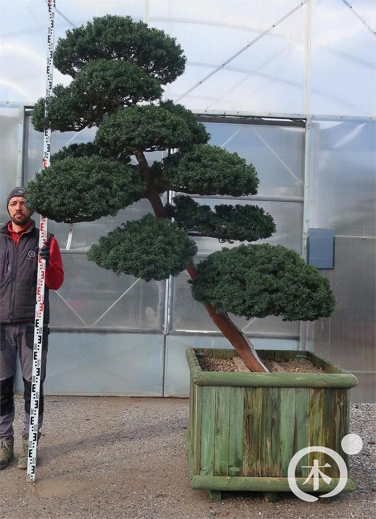Taxus cuspidata Bonsai