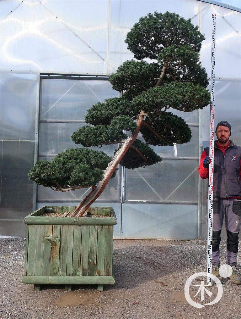 Taxus cuspidata Bonsai