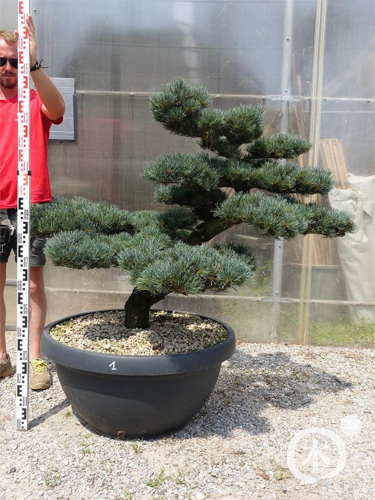 Pinus parviflora Bonsaiform