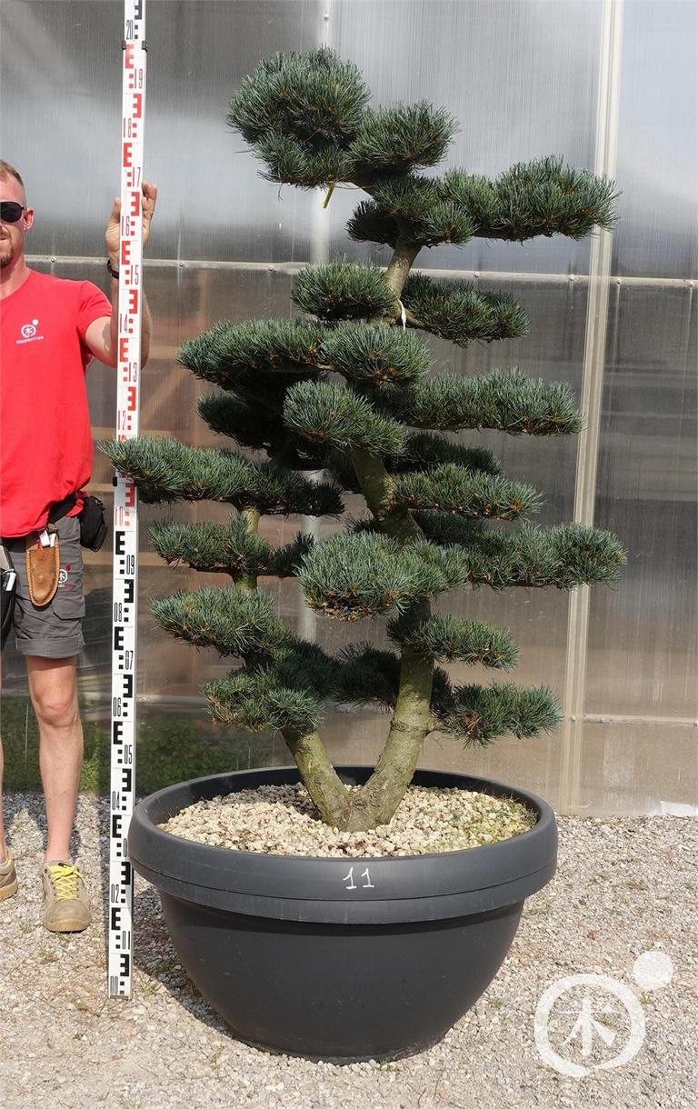 Pinus parviflora Bonsaiform