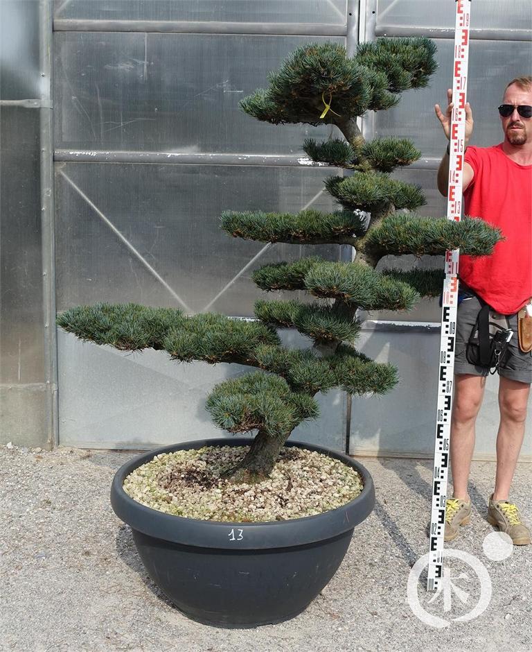 Pinus parviflora Bonsaiform