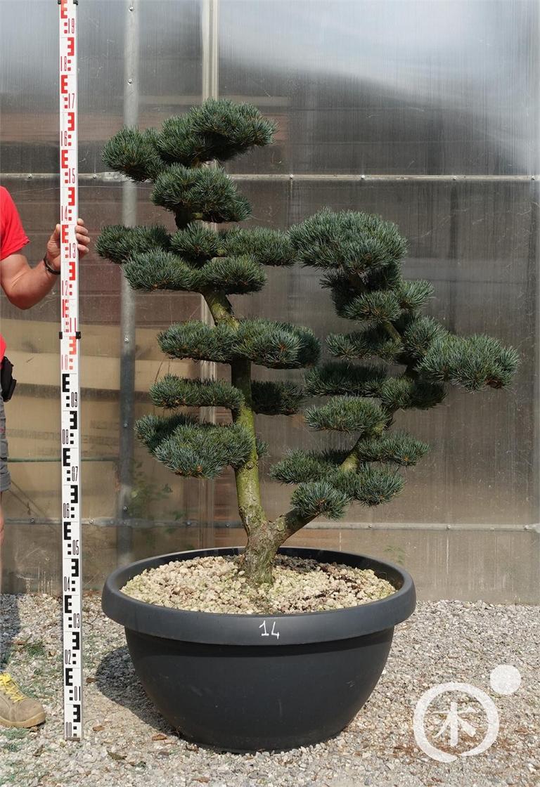 Pinus parviflora Bonsaiform