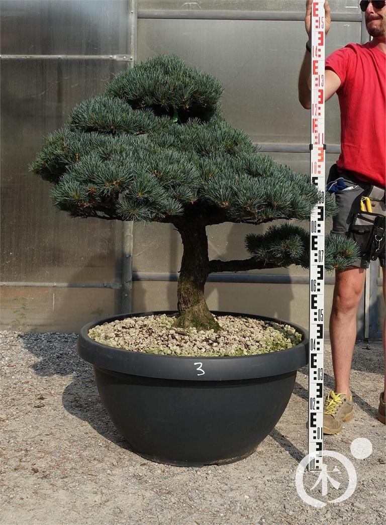 Pinus parviflora Bonsaiform