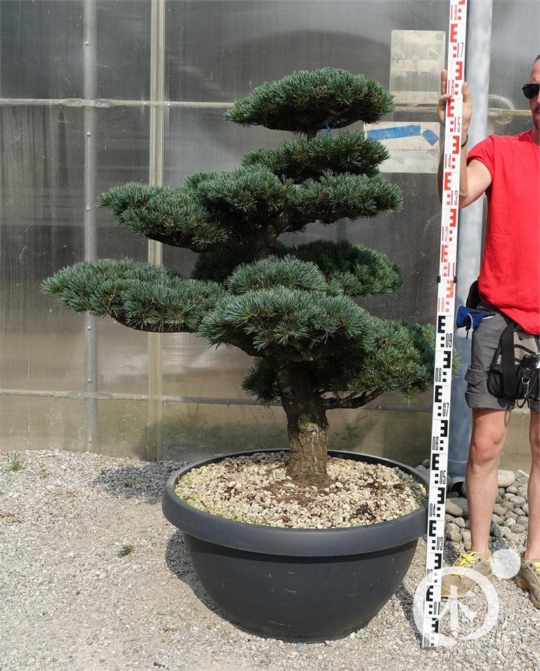Pinus parviflora Bonsaiform