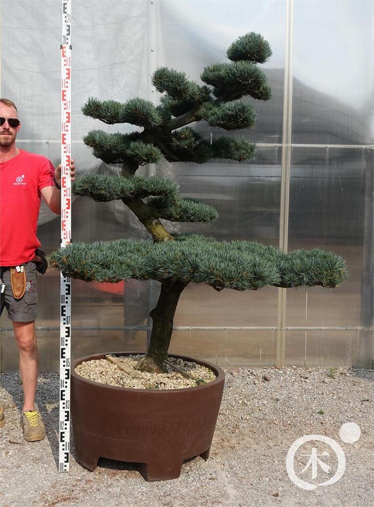 Pinus parviflora Bonsaiform