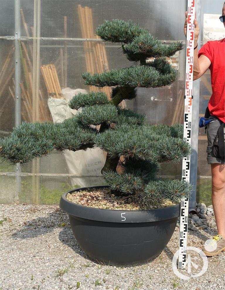 Pinus parviflora Bonsaiform