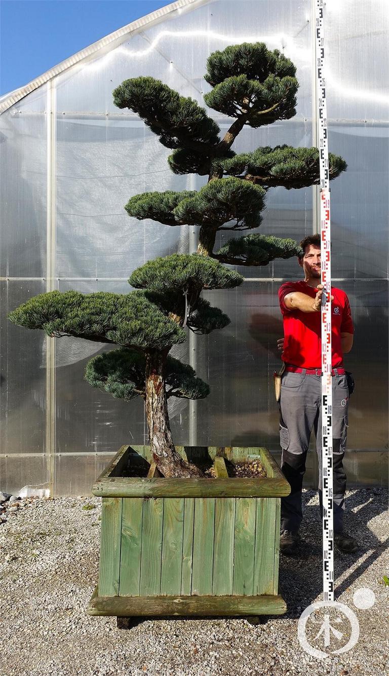 Pinus parviflora Bonsaiform