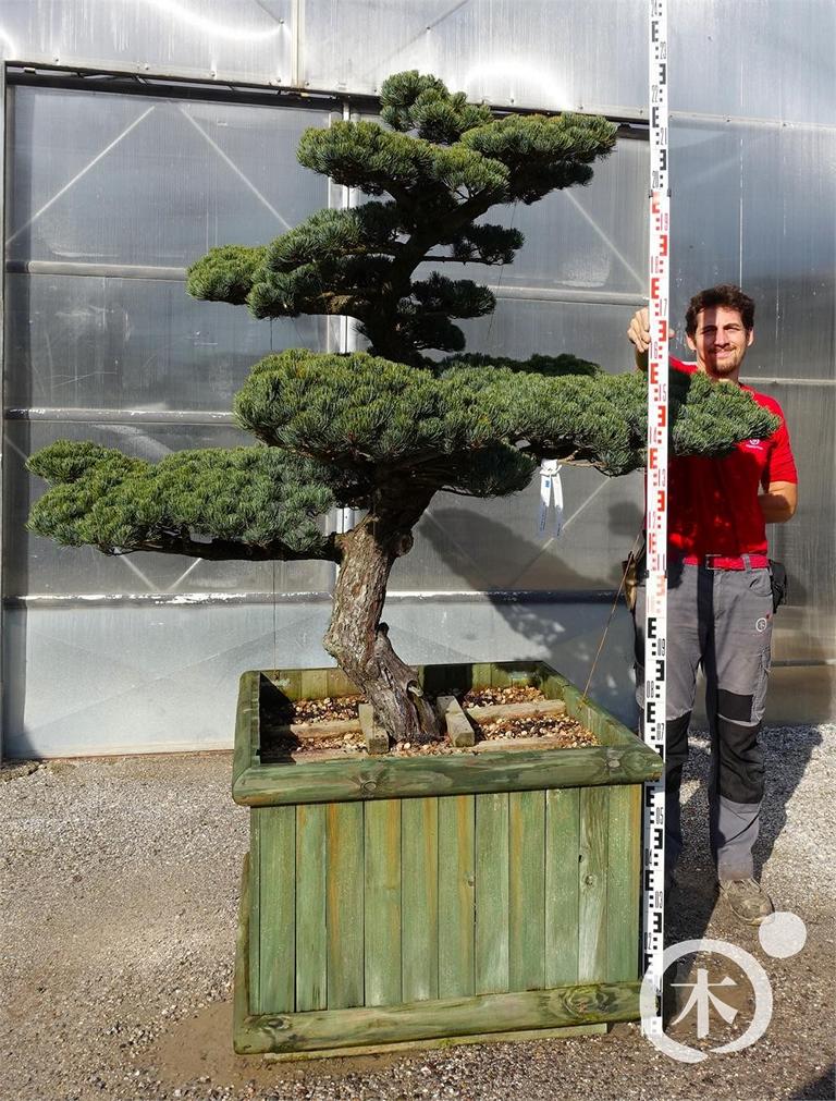 Pinus parviflora Bonsaiform
