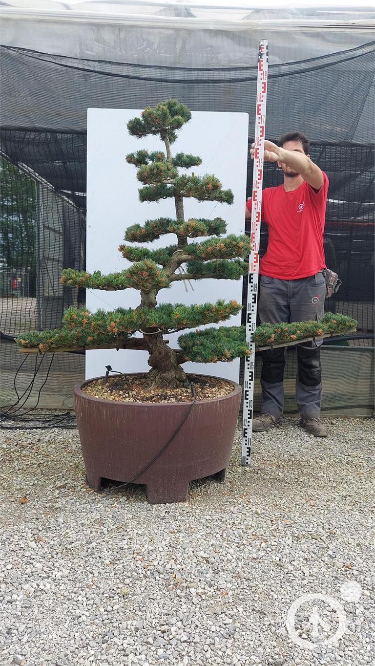 Pinus parviflora Bonsaiform