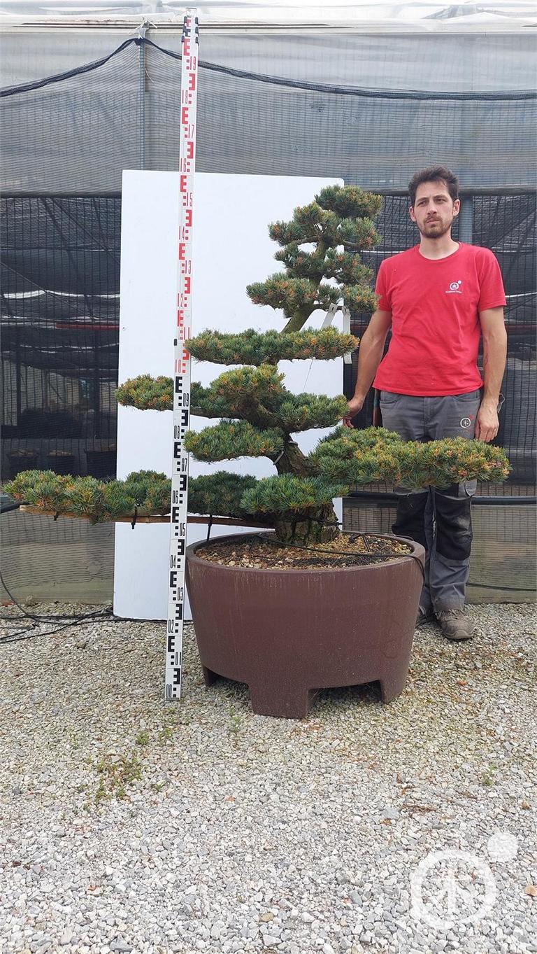 Pinus parviflora Bonsaiform