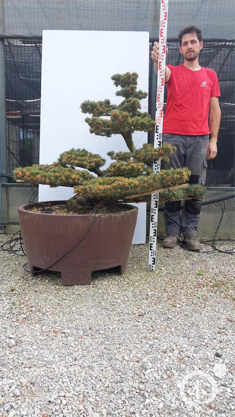 Pinus parviflora Bonsaiform