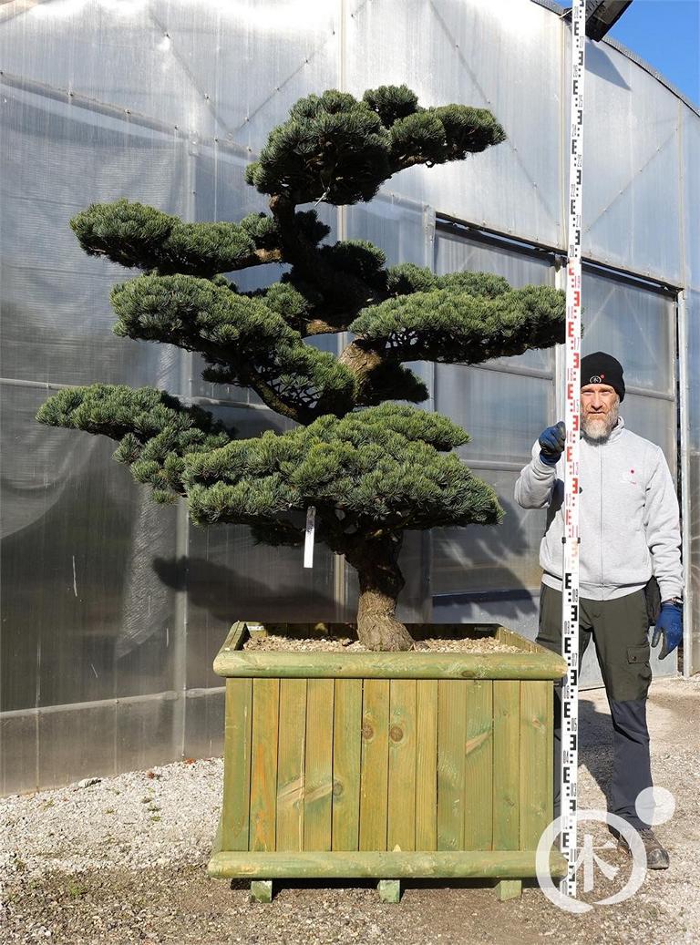 Pinus parviflora Bonsaiform