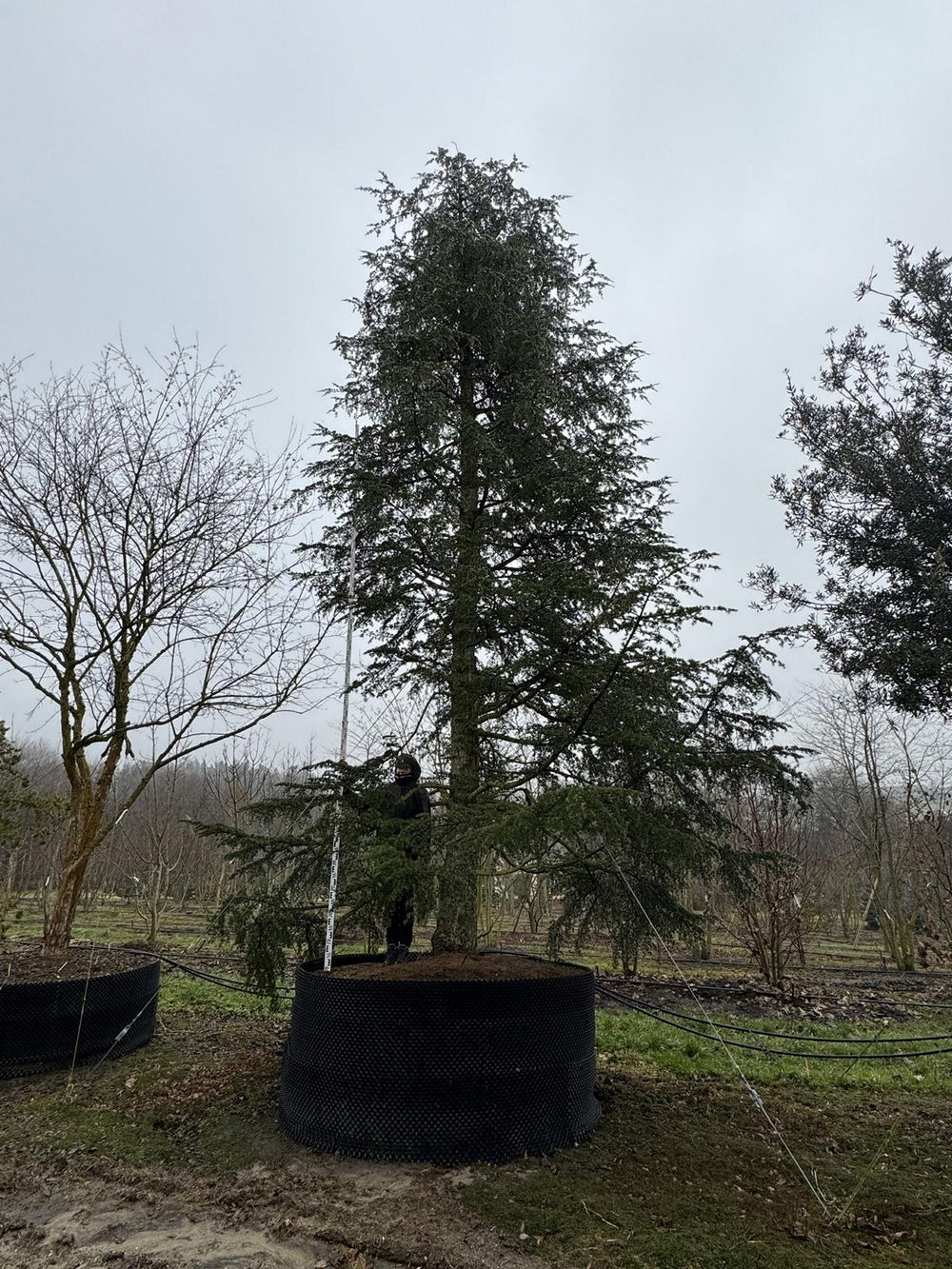 Cedrus libani