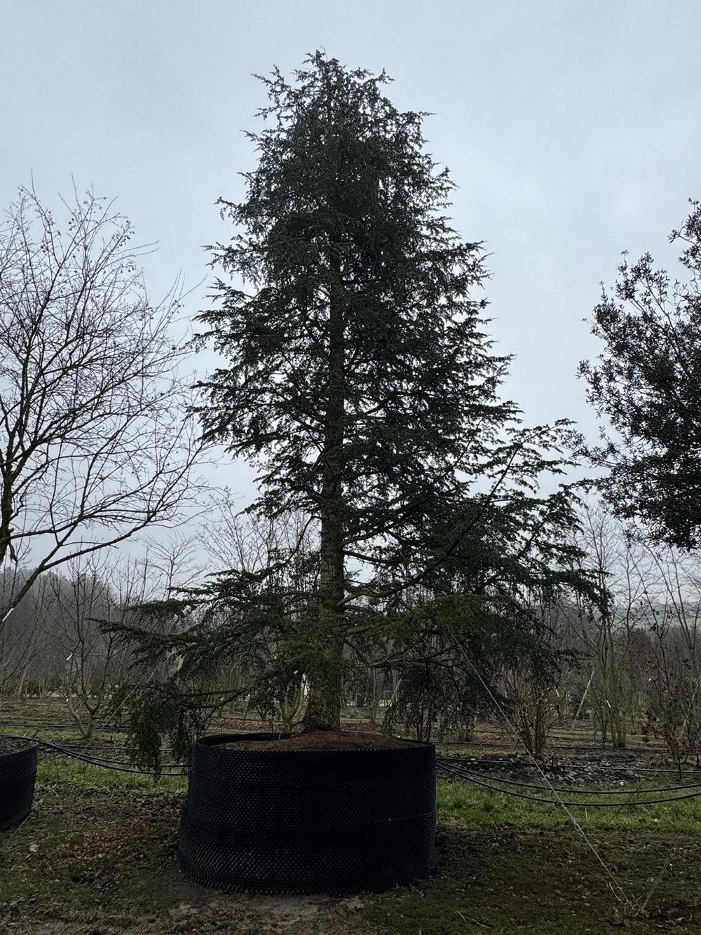 Cedrus libani