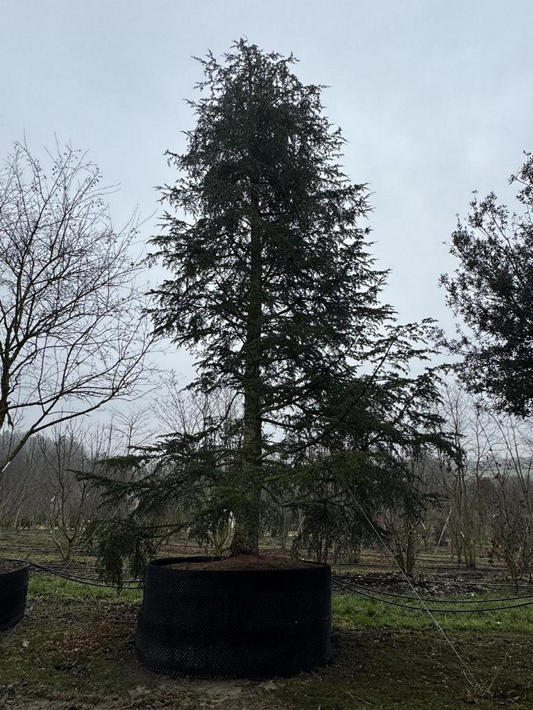 Cedrus libani
