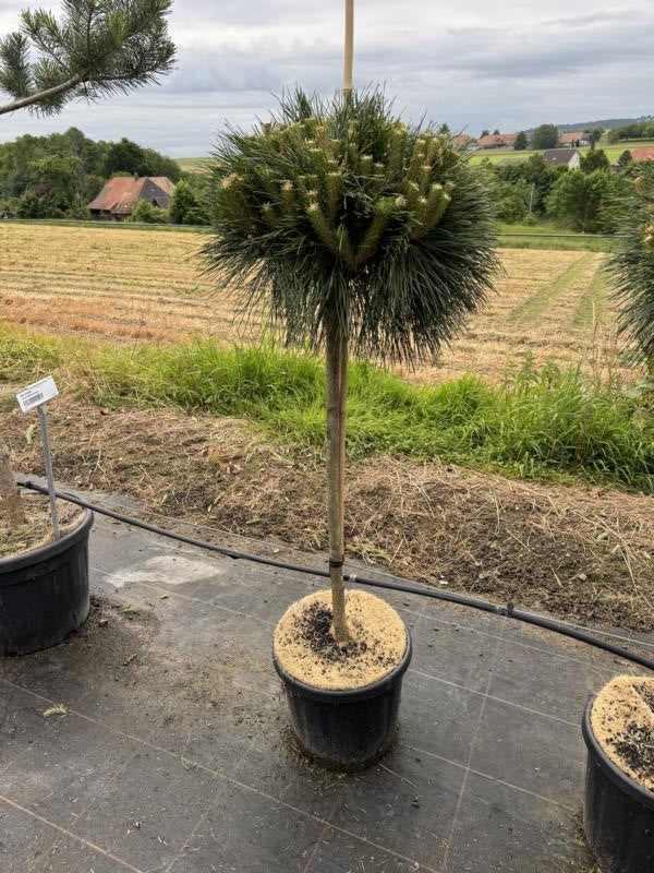 Pinus nigra 'Pierrick Brégeon'