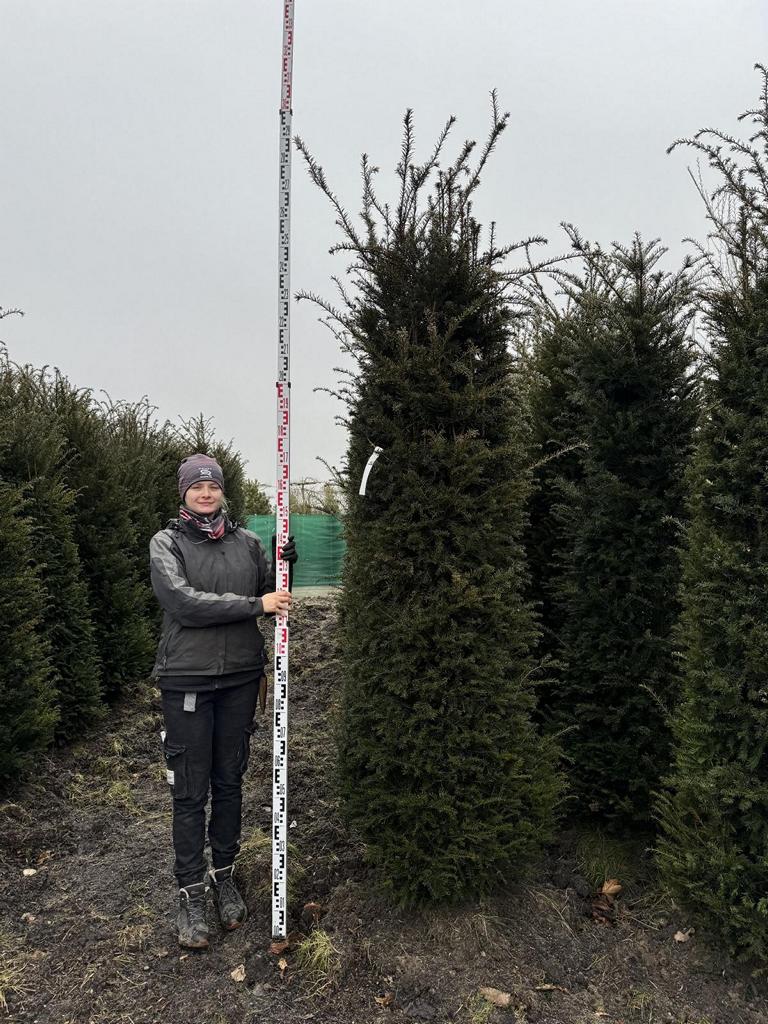 Taxus baccata