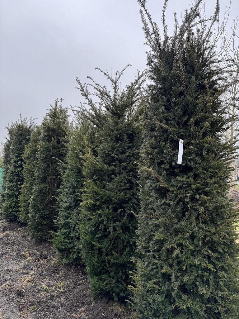 Taxus baccata