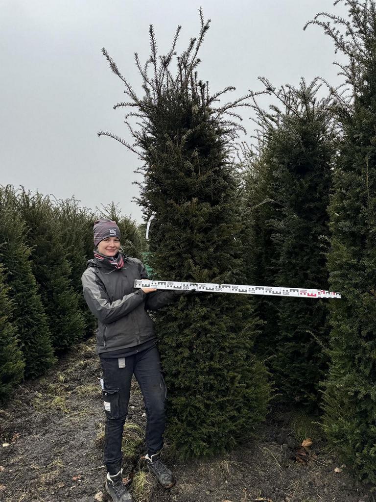 Taxus baccata