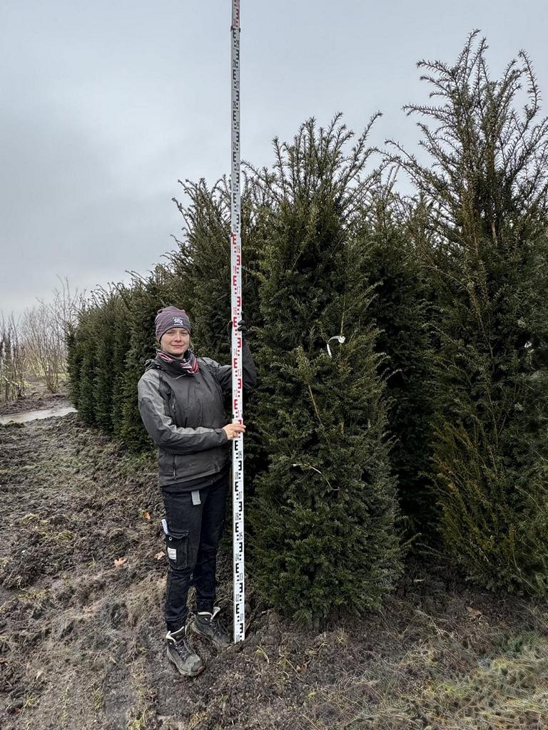 Taxus baccata