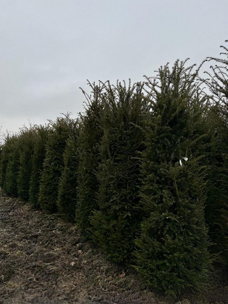 Taxus baccata