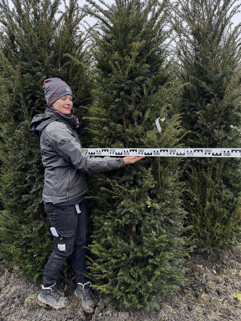 Taxus baccata