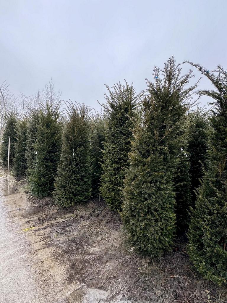 Taxus baccata