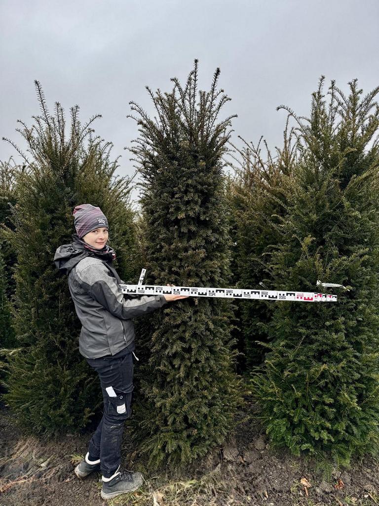 Taxus baccata