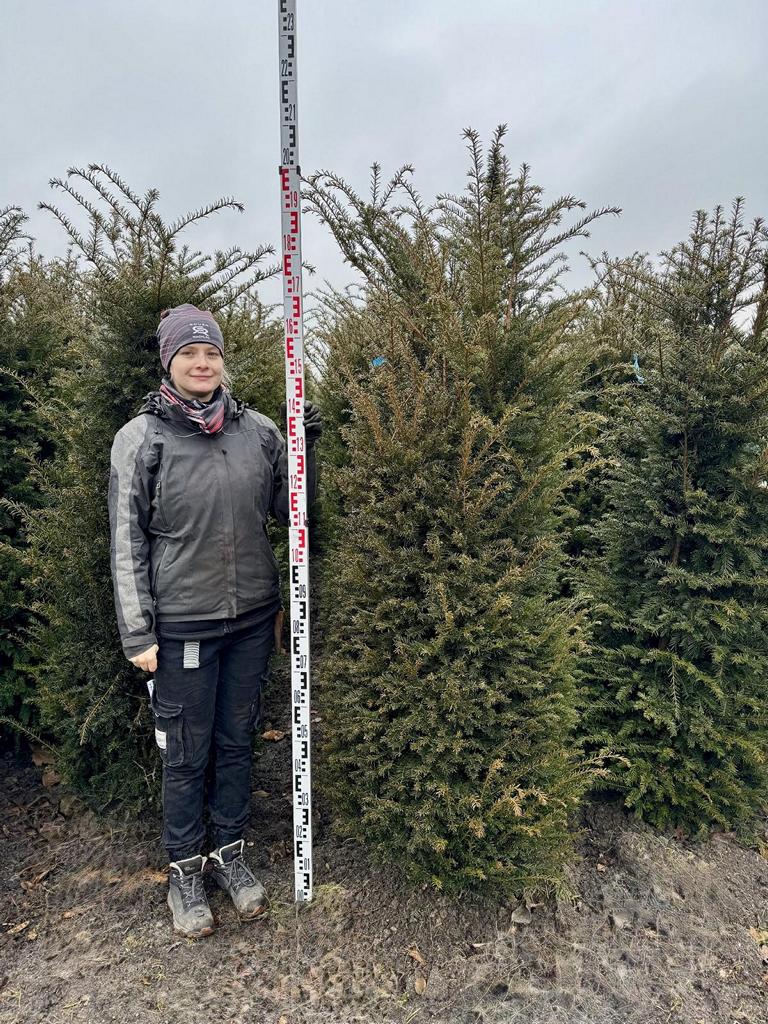 Taxus baccata